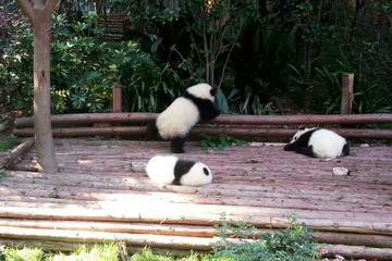 One-day Private Panda Tour with  Chengdu City Visit Plus Opera Show at Night