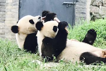 Private Panda Tour with  Cooking Class One-day Trip