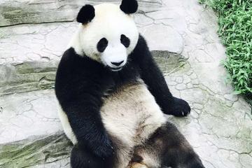 Private Panda Tour with  Kungfu Tea Course One-day Trip