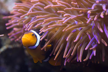 Skip-the-Line SEA LIFE Hannover Ticket