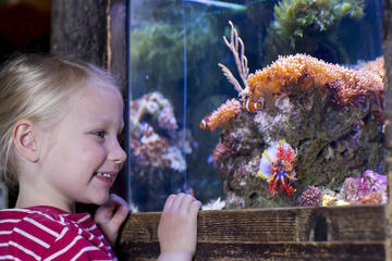 Skip the Line: SEA LIFE Oberhausen Admission Ticket