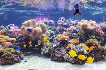 Skip the Line: SEA LIFE Speyer Admission Ticket