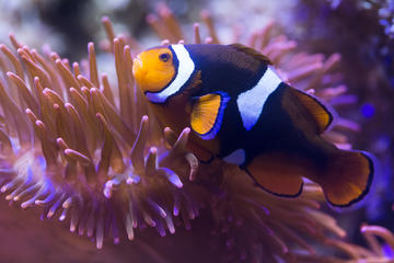 Skip the Line: SEA LIFE Königswinter Admission Ticket