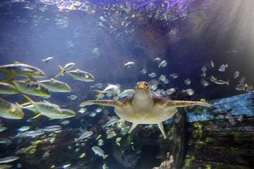 Skip the Line: SEA LIFE Timmendorfer Strand Admission Ticket