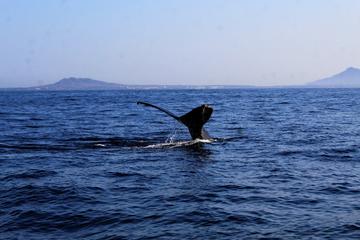 WHALE WATCHING IN   PUNTA DE MITA