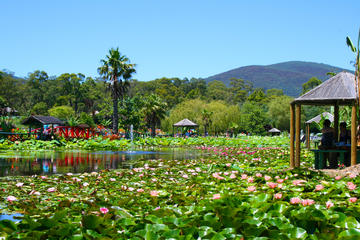 Blue Lotus Gardens Entrance Ticket in Melbourne