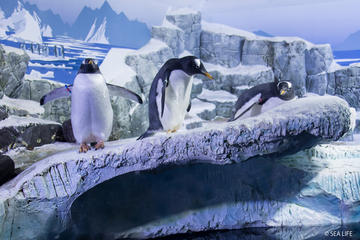 Skip the Line: SEA LIFE Konstanz Admission Ticket