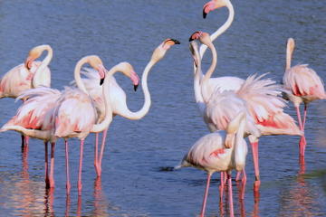Camargue Tour from Aix-en-Provence