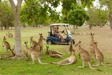 Small-Group Wildlife and Rainforest Tour from Port Douglas