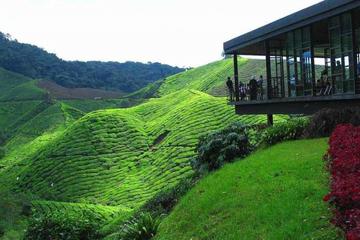 Cameron Highland Day Tour Private