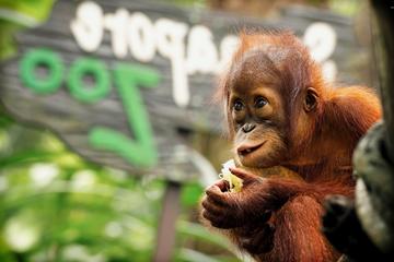 Ipoh Day Tour with Orang Utan Island Visit