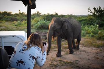 Udawalawe Private Safari Tour From Galle