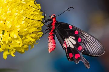 Butterfly Park and Insect Kingdom Admission Ticket