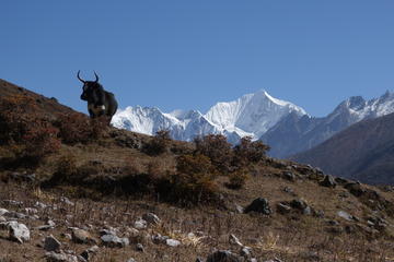 Langtang Valley Special Tour