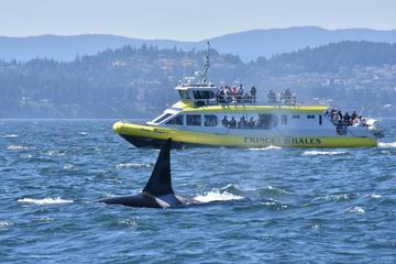 Half-Day Whale Watching Adventure from Vancouver