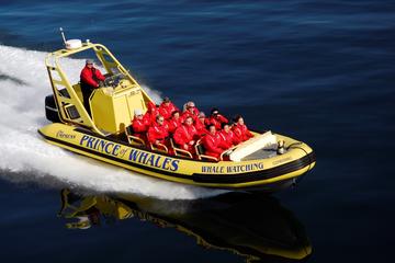 Private Zodiac Whale Watching Adventure