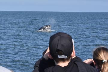 Whale Watching to Victoria from Vancouver and Return Seaplane Flight