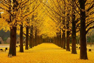 Nami Island & Petit France