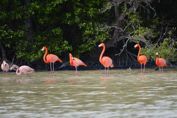 Celestun Biosphere Reserve Tour from Merida