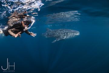 Deluxe WhaleShark Swim Tour on the Ningaloo Reef from Exmouth
