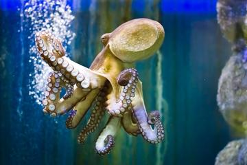 Ubatuba Aquarium Admission Ticket