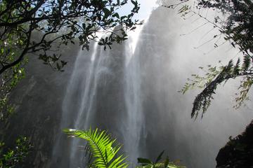 Minyon Falls Rainforest Walk