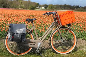 Small Group Tulip and Spring Flower Fields Bike Tour
