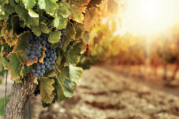 Chianti Afternoon Tour from Lucca