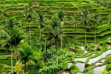 Full Day Tour of UBUD and Culture