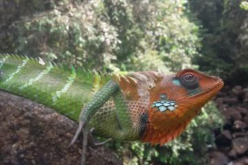 Sinharaja Rain Forest day tour