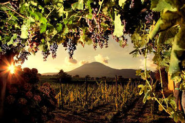 Wine Tasting on the slopes of Mount Vesuvius from Naples