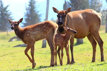 Anchorage Shore Excursion: Pre-Cruise Transfer and Tour from Anchorage to Seward