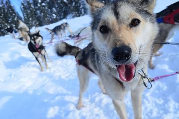 Full-Day Willow Dog Sledding