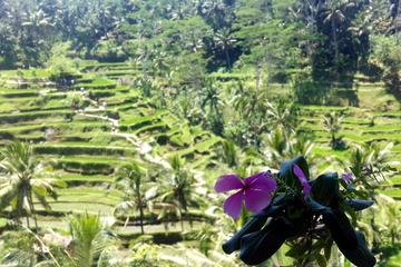Ubud Special Guided Tour