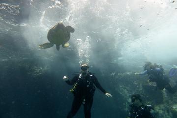 South Maui Shore Dives