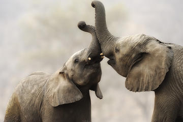 Elephant Experience at Camp Jabulani