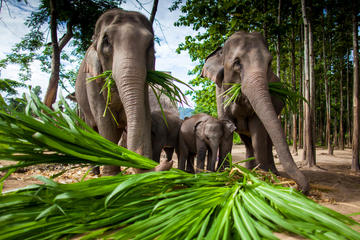 Chiang Mai Adventure: Zipline, Whitewater Rafting, and Long-Neck Hill Tribe