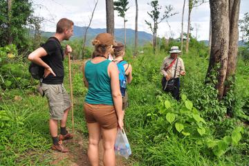 Opium Trail Trek Including Wat Phra That Doi Suthep and Hmong Village Tour
