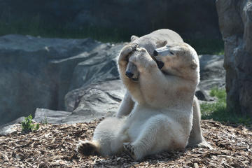Oxygen pack, Ranua Wildlife park & Finnish Sauna package, with Lunch and Dinner