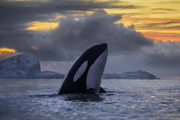 Half-Day Whale Safari on Yacht from Tromso