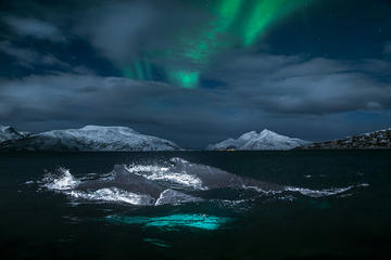 Whale Safari and Northern Light Cruise by Yacht from Tromsø