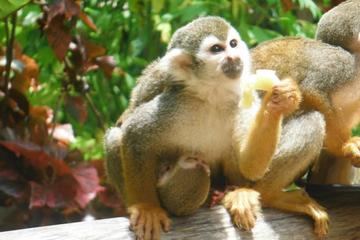 Monkey Land Explorer and Zip Line Adventure from Punta Cana