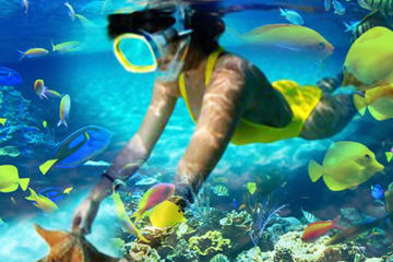Reef Explorer from Punta Cana