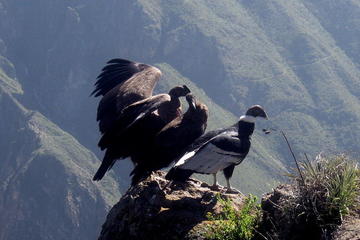 Arequipa Colca to Puno, Full dayTour