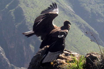 Full Day Tour to Colca Canyon, Daily departures, Starts and ends in Arequipa