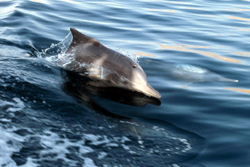 DAWN WITH DOLPHIN