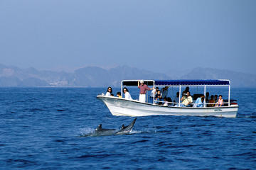 DOLPHINS AND SNORKELING TRIP