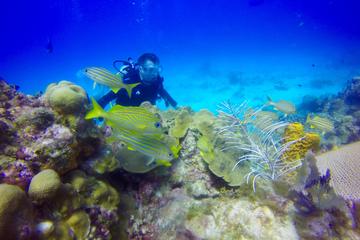 Discover Scuba Diving & Snorkeling Combo