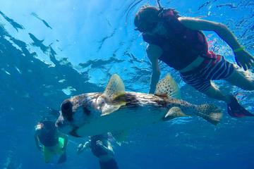 Sosua Bay Snorkeling Tour