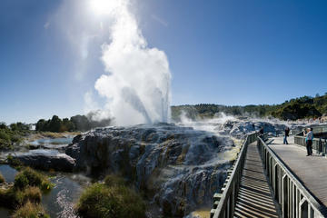 Rotorua Highlights with Te Puia - Tauranga Shore Excursion